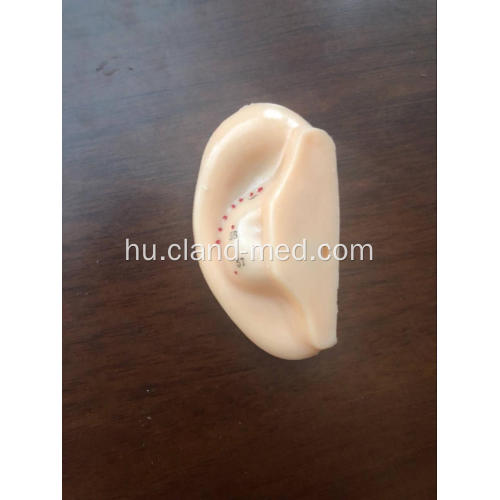 EAR ACUPUNCTURE MODEL
